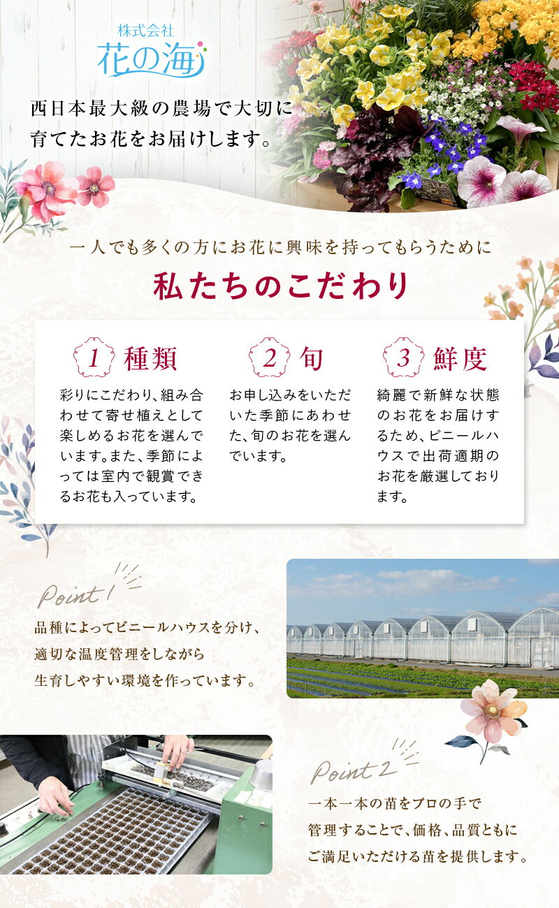 【ふるさと納税】生産農場直送！季節の花苗セット 花苗 苗 セット 寄せ植え 花壇 ガーデニング ふるさと納税 1万円 F6L-415var
