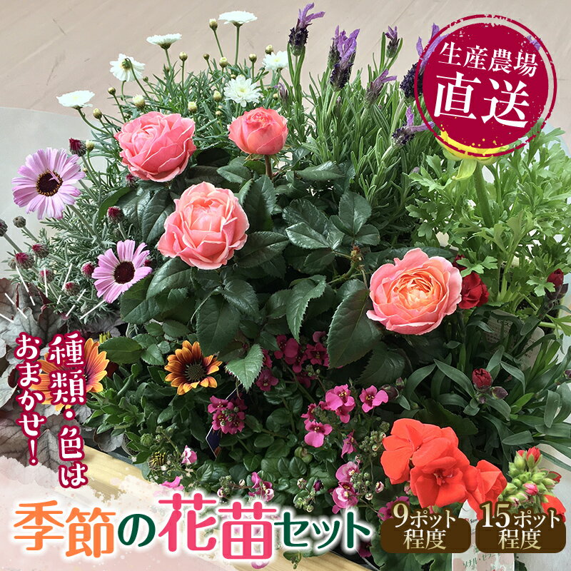 【ふるさと納税】《容量が選べる》 生産農場直送！季節の花苗セ