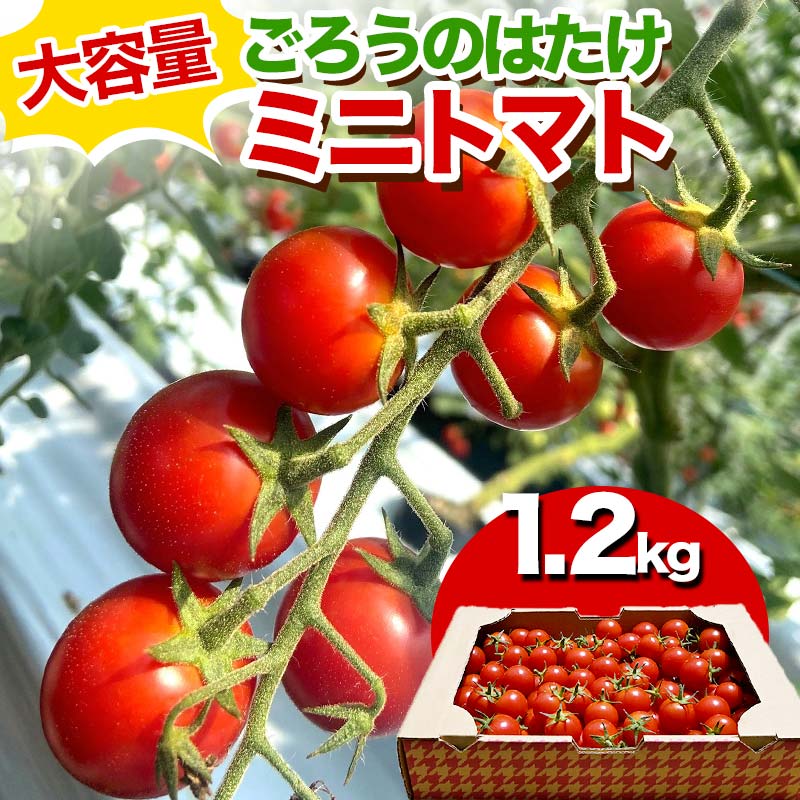 【ふるさと納税】大容量 ごろうのはたけ ミニトマト 1.2kg 高糖度 濃厚 トマト サラダ 山陽小野田 F6L-644