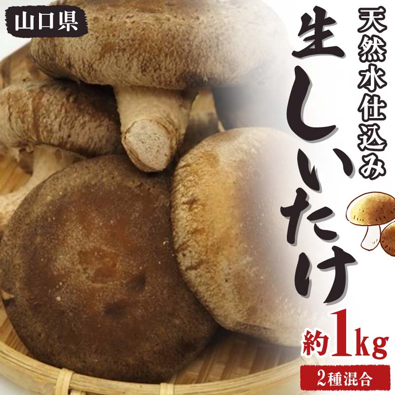 【ふるさと納税】天然水仕込み生しいたけ 2種混合 約1kg 農家直送 生しいたけ 椎茸 どんこ 混合 ミッ...