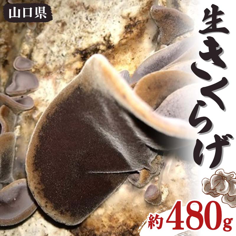 生きくらげ 約480g きくらげ キクラゲ 木耳 料理 ご当地 グルメ 食品F6L-656