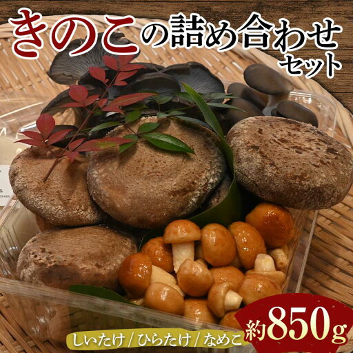 【ふるさと納税】【先行予約】きのこの詰め合わせセット(約850g) 農家直送 しいたけ ひらたけ なめこ ご当地 グルメ 食品 F6L-1138 【ふるさと納税】【先行予約】きのこの詰め合わせセット(約850g) 農家直送 しいたけ ひらたけ なめこ ご当地 グルメ 食品 F6L-1138