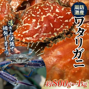 【ふるさと納税】【期間・数量限定】《時間指定不可》 活きたまま発送!周防灘産ワタリガニ 約800g~1kg F6L-1223
