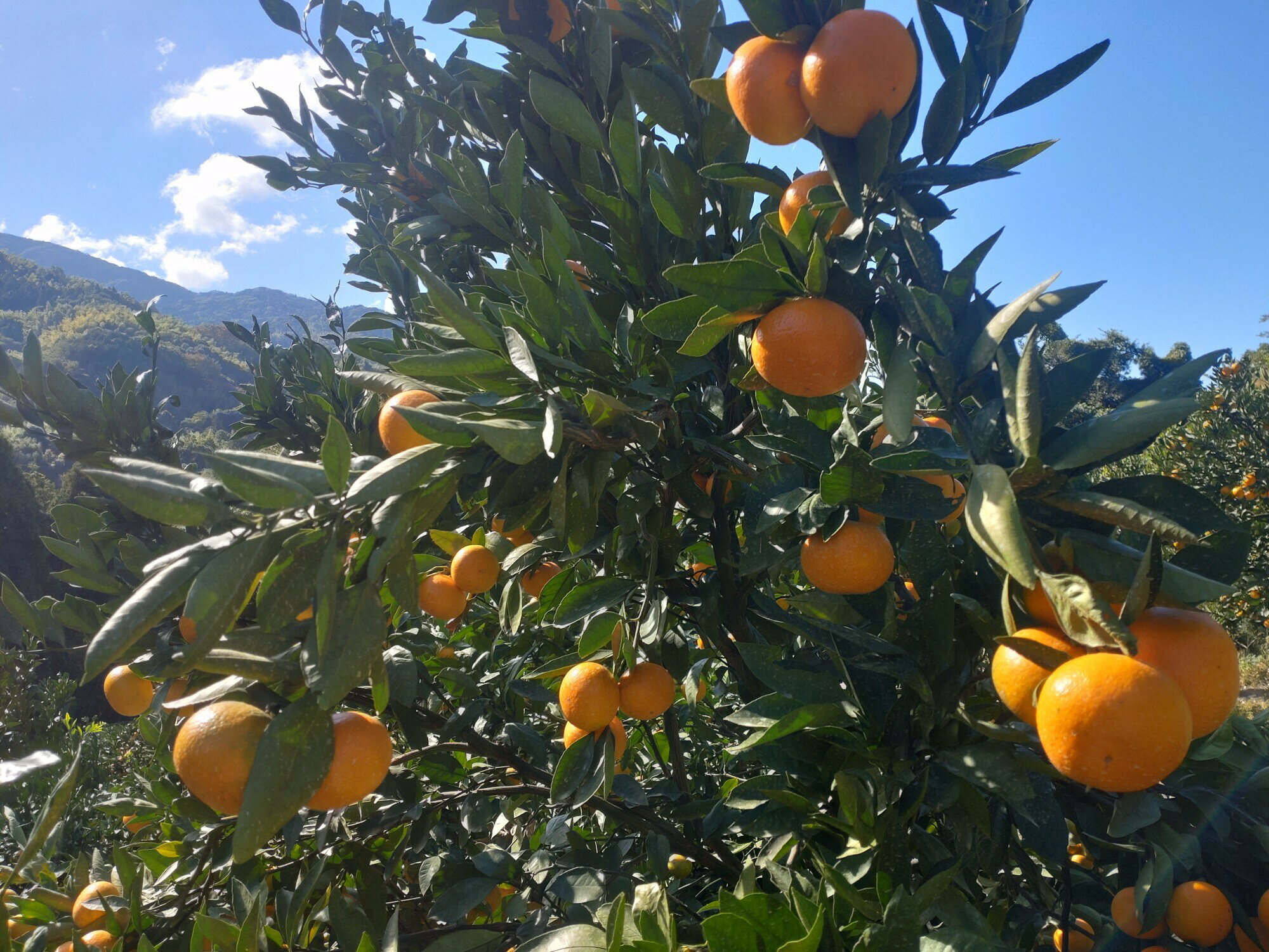 【ふるさと納税】【周防大島産】石地みかん（中生種）