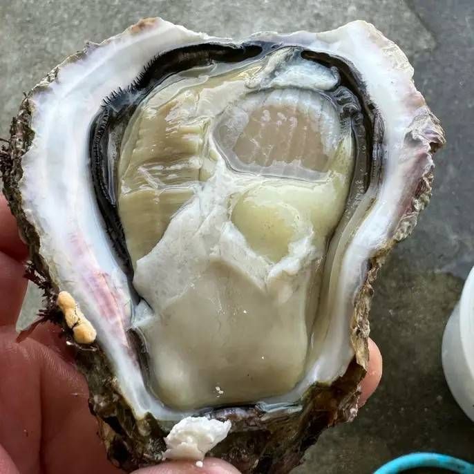 [周防大島町産]岩カキ