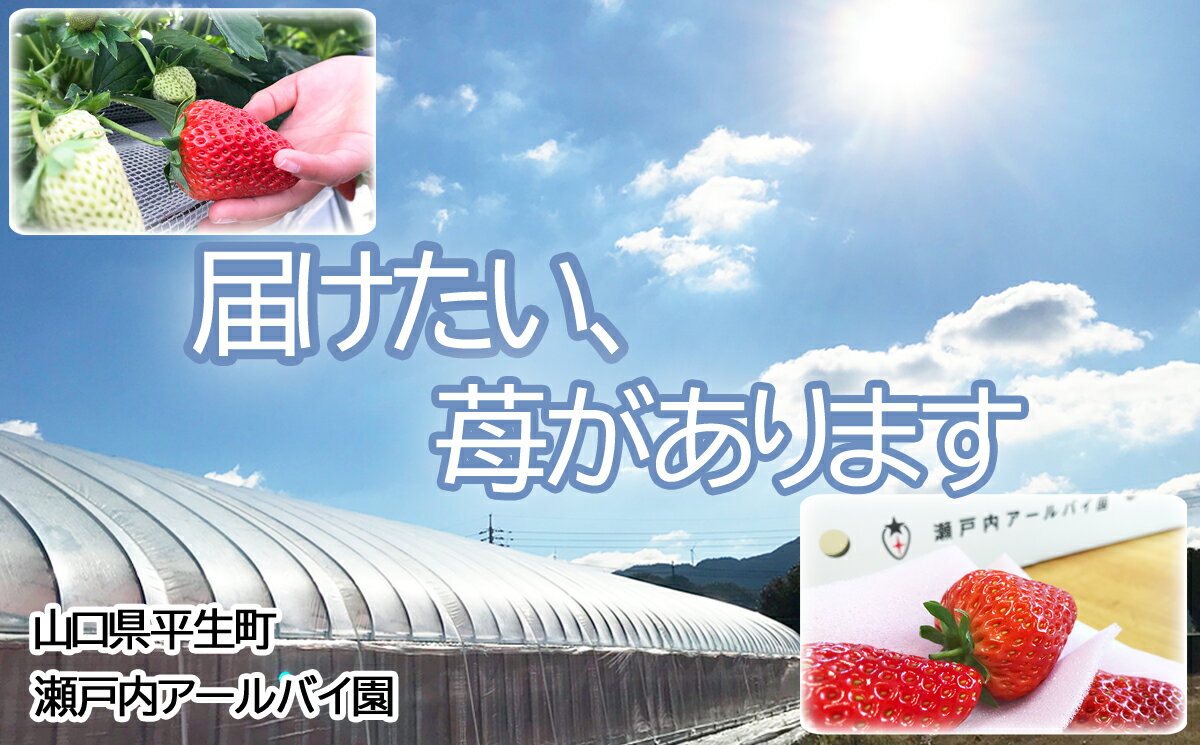 [産地直送 ]「紅ほっぺ」約240g×2パック(約480g)甘味と適度な酸味が絶妙な苺 クール便(いちご、イチゴ)aa6-1 先行予約