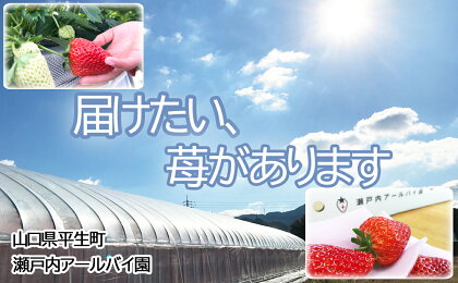 【産地直送 】「紅ほっぺ」約240g×6パック（約1440g）甘味と適度な酸味が絶妙な苺　クール便（いちご、イチゴ）aa13-1　先行予約