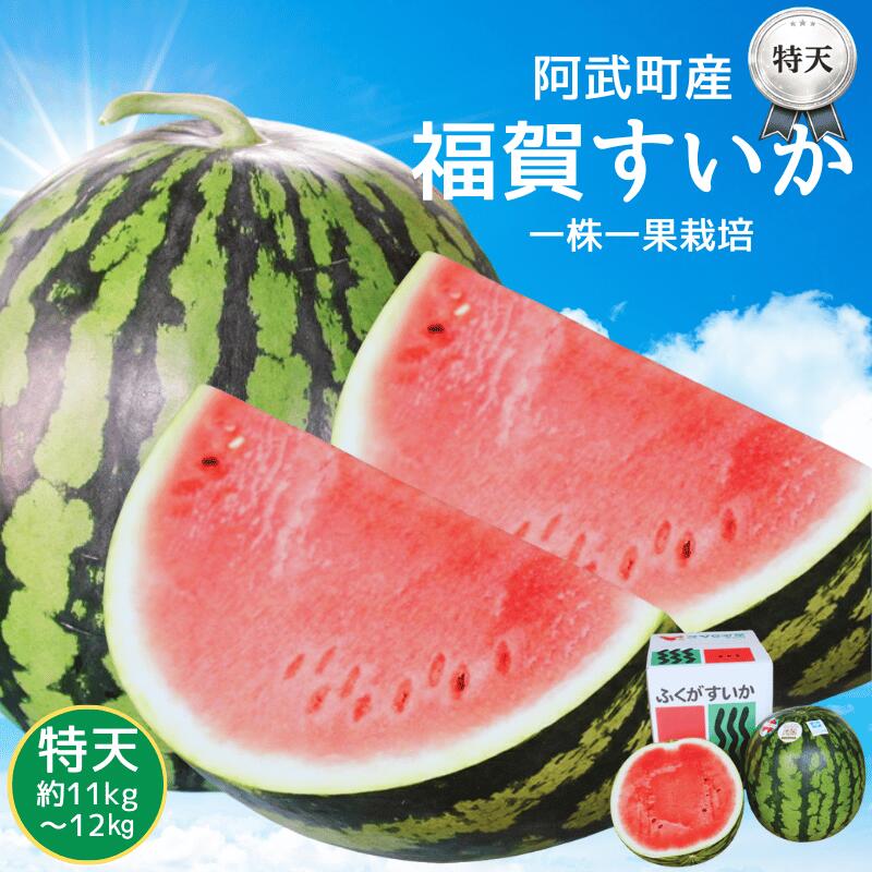 乐天商城 - 【ふるさと納税】【先行予約】すいか 福賀すいか 特天 約11～12kg 山口県阿武町産 1株1玉栽培 超大玉 高糖度 【2026年7月上旬～順次発送予定】