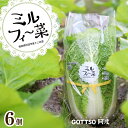 【ふるさと納税】 白菜 はくさい 6個 セット ミニ白菜 11月上旬から2月末まで発送 ハクサイ 野菜 葉物野菜 葉物 旬 国産 生食 甘い ヘルシー 漬物 鍋 鍋料理 煮込み料理 徳島 ミルフィー菜