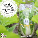 【ふるさと納税】 白菜 はくさい ミニ白菜 3個 セット 11月上旬から2月末まで発送 ハクサイ 野菜 葉物野菜 葉物 旬 国産 生食 甘い ヘルシー 漬物 鍋 鍋料理 煮込み料理 徳島 ミルフィ~菜