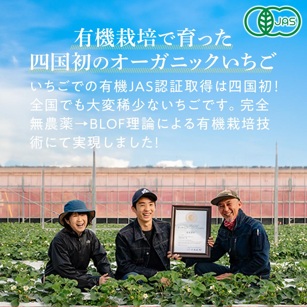 【ふるさと納税】とくしまオーガニックいちご 鶏冠果いちご(400g) 先行受付【2025年1月より順次発送】 | フルーツ 果物 くだもの 食品 人気 おすすめ