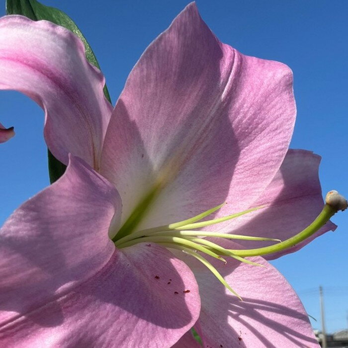 百合 マスター(ピンク)20輪 | フラワー 植物 プラント 人気 おすすめ 送料無料