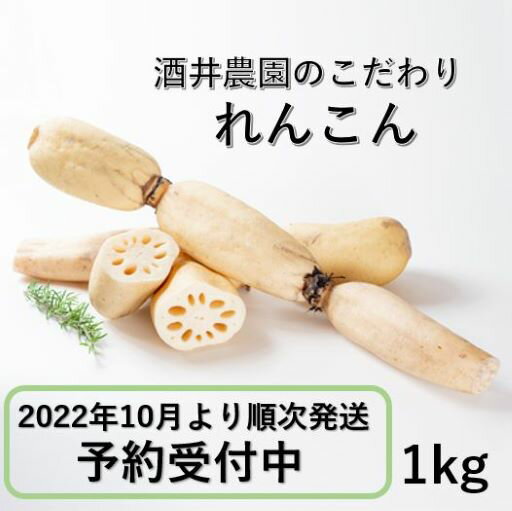 【ふるさと納税】【予約受付中】酒井農園のこだわり【れんこん】（1kg） 特別栽培蓮根