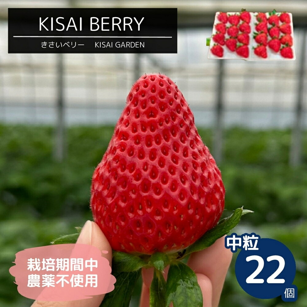 【ふるさと納税】【 予約受付中・2026年1月頃より順次発送 】KISAI BERRY 中粒 22個 【数量限定】 | 栽..