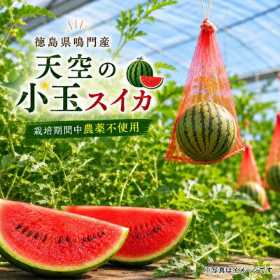 【ふるさと納税】天空の スイカ 【数量限定】 すいか 西瓜 小玉スイカ 栽培期間中農薬不使用