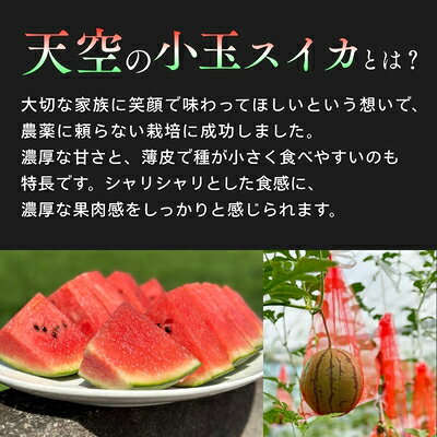 【ふるさと納税】天空の スイカ 【数量限定】 すいか 西瓜 小玉スイカ 栽培期間中農薬不使用