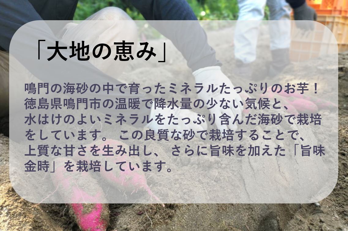 【ふるさと納税】 【 予約受付中・2024年11月中旬頃より順次発送 】鳴門市大津産 旨味金時 5kg ｜ 鳴門金時 なると金時 焼き芋 焼芋 焼きいも おやつ 天ぷら 産地直送