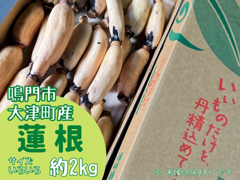 【ふるさと納税】【訳あり】鳴門市大津町産蓮根（不揃い） 約2kg【数量限定】｜シャキシャキ 柔らか