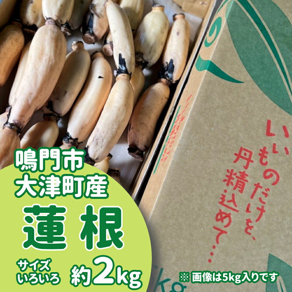 12位! 口コミ数「2件」評価「5」 【訳あり】鳴門市大津町産 蓮根（不揃い） 約2kg【数量限定】｜シャキシャキ 柔らか もちもち 天ぷら きんぴら もち