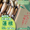 【ふるさと納税】【予約受付中・2025年8月中旬頃より順次発送】【訳あり】鳴門市大津町産 蓮根(不揃い) 約2kg【数量限定】|シャキシャキ 柔らか もちもち 天ぷら きんぴら