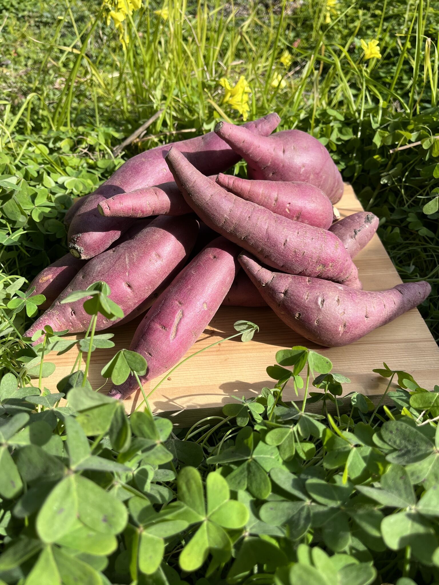 【ふるさと納税】 熟成さつまいも みーつ 3.0kg（ ねっとり系 ）｜ 紅はるか べにはるか 甘い ねっとり 熟成 国産 産地直送 スイーツ おやつ 焼き芋 焼芋 焼きいも スイートポテト 天ぷら 干し芋 ギフト お土産 おみやげ