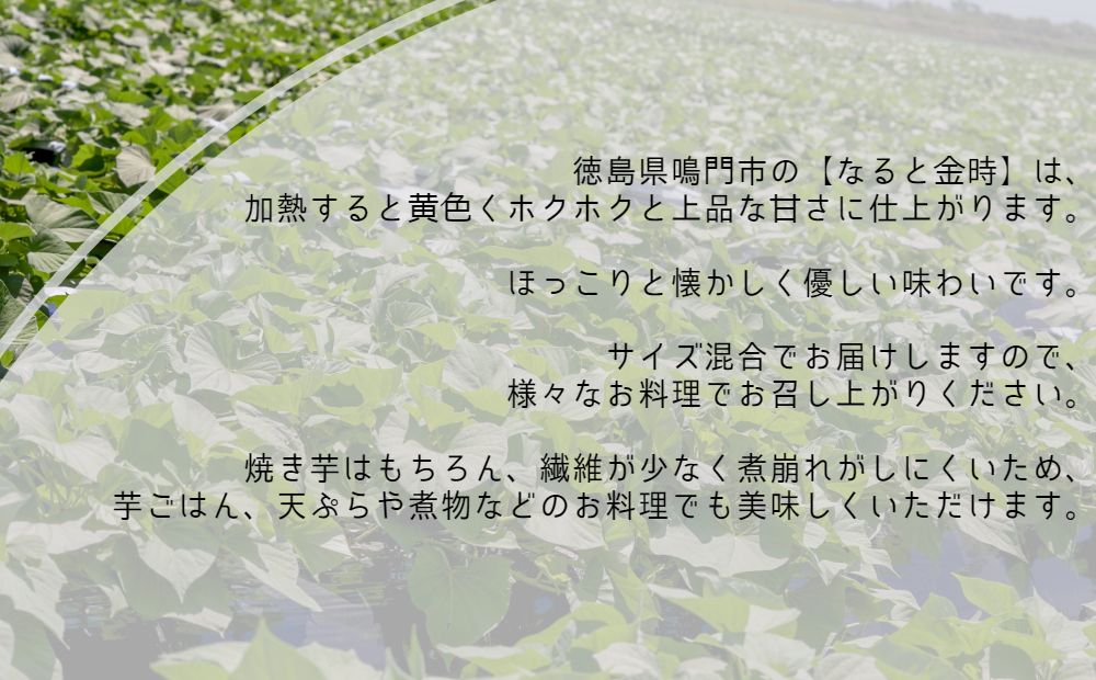 【ふるさと納税】【訳あり】 さつまいも なると金時 サイズ混合（不揃い） 約5kg 【予約受付中】 【数量限定】｜なると金時 甘い ホクホク 熟成 国産 徳島 鳴門 産地直送 スイーツ おやつ 焼き芋 天ぷら 干し芋 離乳食