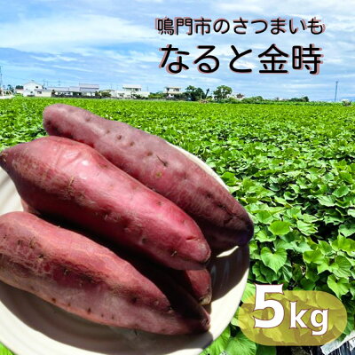 楽天ふるさと納税　【ふるさと納税】本場・徳島県鳴門市産「なると金時」約5kg【数量限定】なると金時 ほくほく 甘い 熟成 国産 産地直送 スイーツ おやつ 天ぷら 干し芋 ギフト