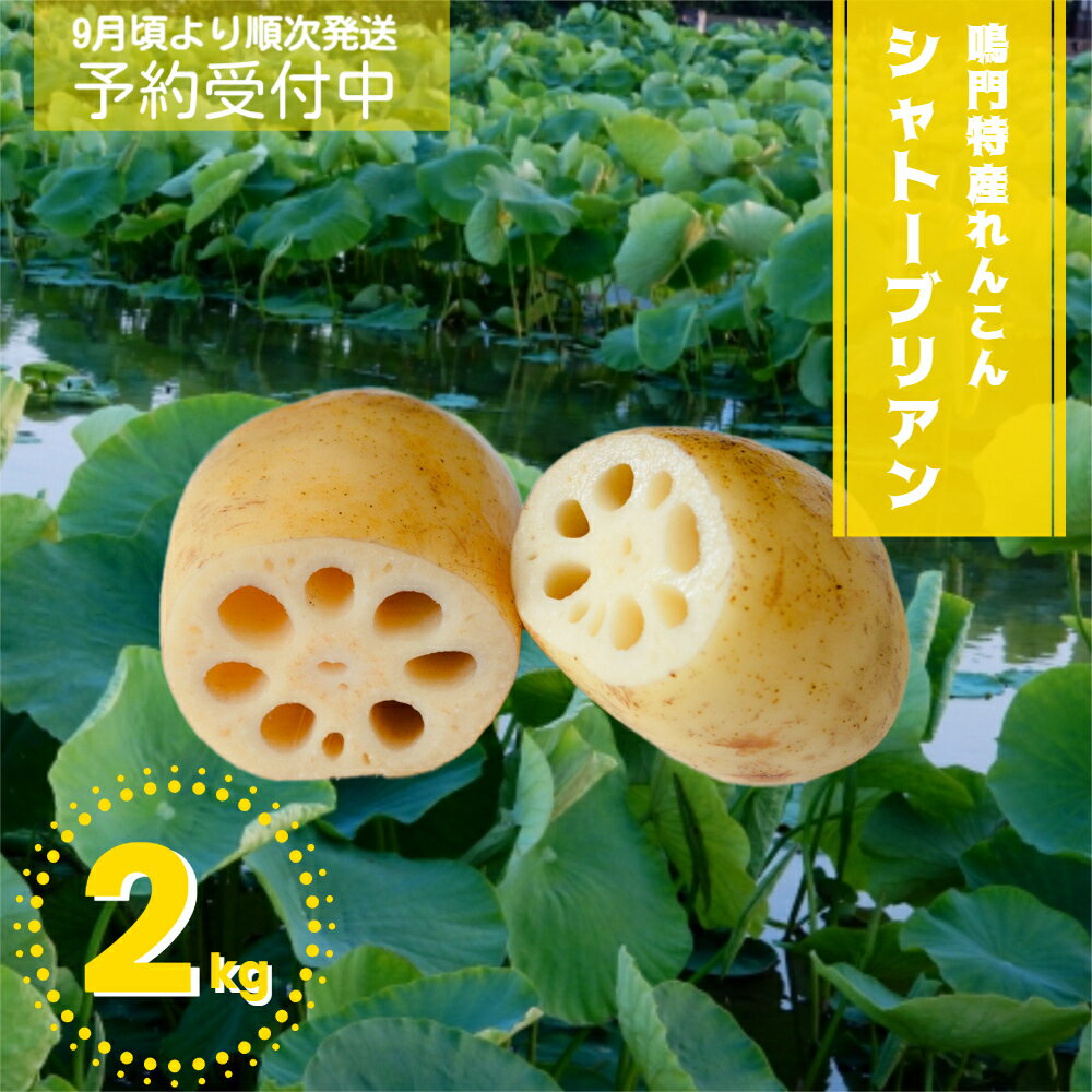 15位! 口コミ数「0件」評価「0」【 予約受付中・2024年9月頃より順次発送 】 鳴門特産れんこん 「シャトーブリアン」 詰め合わせ 約2kg ｜シャキシャキ 柔らか 貴重･･･ 