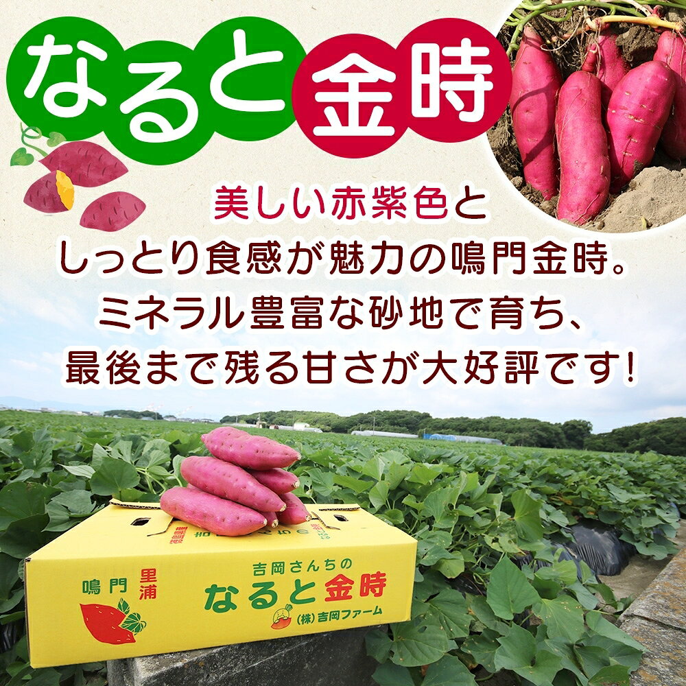 【ふるさと納税】【予約受付中・2026年10月頃より順次発送】吉岡ファームのなると金時満喫セット【ギフト】｜なると金時 ほくほく 甘い 熟成 国産 産地直送 スイーツ おやつ 天ぷら 干し芋 ギフト 3