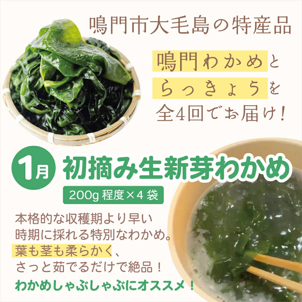 【ふるさと納税】【全4回定期便】鳴門大毛島わかめ・らっきょうセット（1/3/5/7月）｜鳴門わかめ　食べ比べ　定期便　わかめ　らっきょう　甘酢漬け　セット　健康　食物繊維