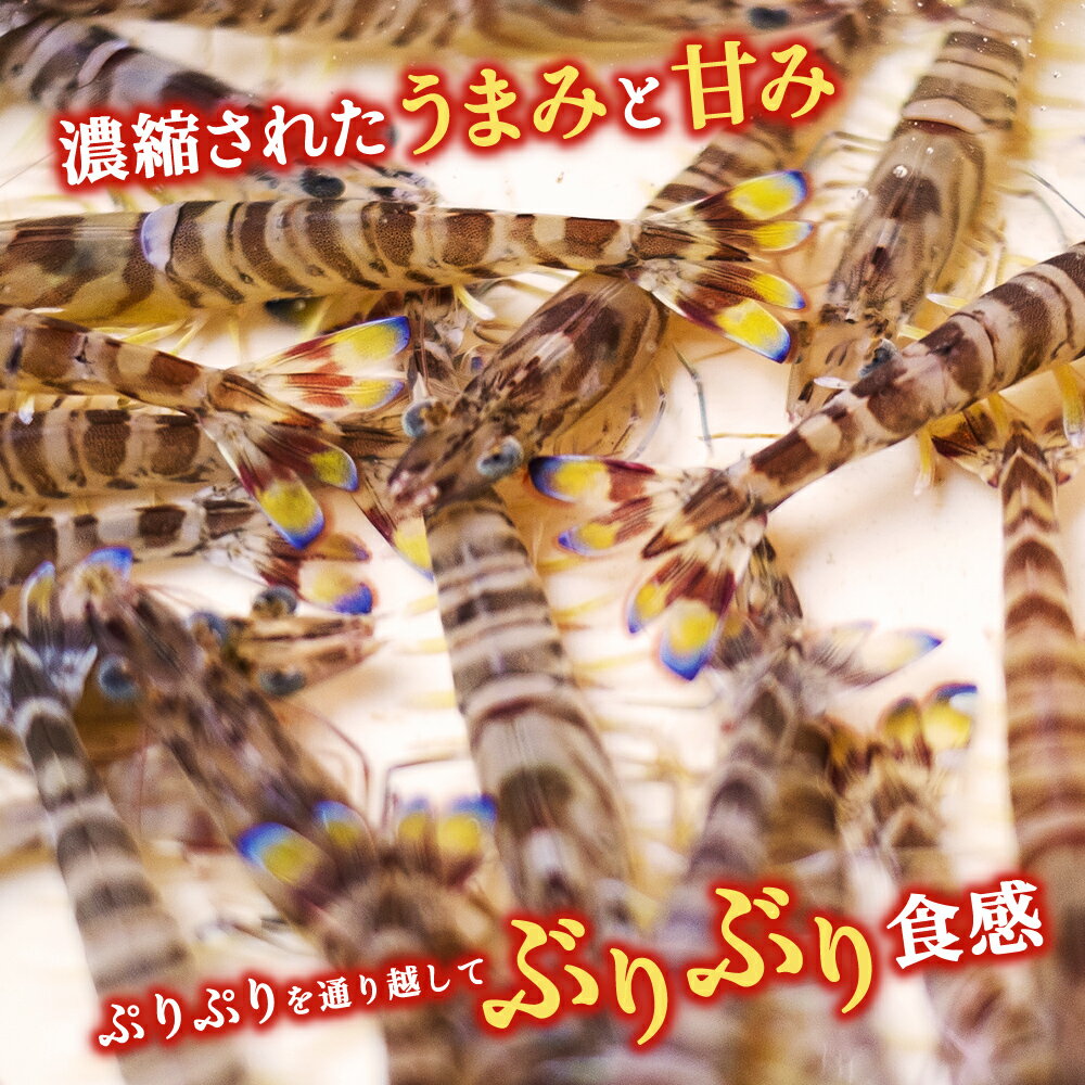 【ふるさと納税】活〆 急速冷凍 クルマエビ 750g 18~27尾 国産 車海老 車えび 活き締め 刺身 フライ 徳島 送料無料 別送 ギフト 海鮮 魚介 直送