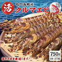 【ふるさと納税】【予約受付中・8月頃より順次発送】鳴門 活き クルマエビ 750g(18~27尾)国産 くるまえび 車海老 車えび 刺身