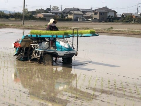 【ふるさと納税】【令和4年産新米 先行予約・定期便】こだわりの精米方法「あいさい黄金米（胚芽白米コシヒカリ）」計12kg［2kg×6回］| こしひかり 徳島県産※2022年9月中旬～2023年4月下旬頃に順次発送予定