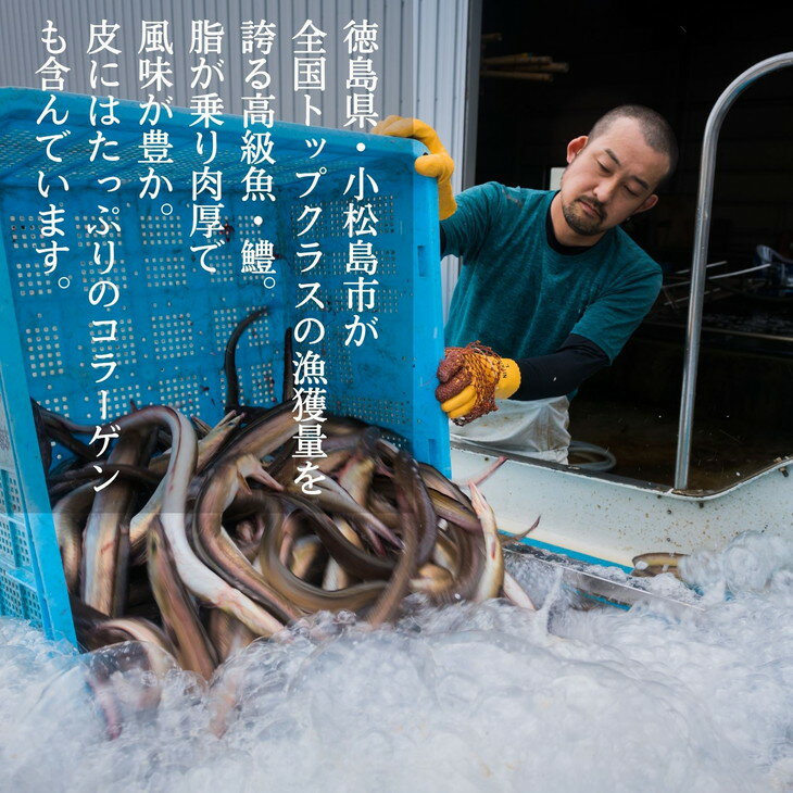 【ふるさと納税】 鱧 500g 冷凍 鍋 しゃぶしゃぶ 産地直送 魚介 魚 切り身 鮮度抜群 家庭 贈答 ギフト プレゼント