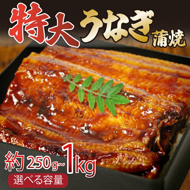 【ふるさと納税】 うなぎ 蒲焼き 特大 250g 500g 1kg タレ付き 冷凍 小分け 特上 うなぎ 肉厚 ふっくら 香ばしい うなぎ蒲焼き 鰻蒲焼 養殖鰻 養殖うなぎ 温めるだけ 簡単調理 うな重 うな丼 土用 丑の日 ふわふわ パリパリ 手焼き ご飯 米 丼 お歳暮 ギフト 贈答