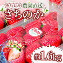   いちご 朝摘み 冷蔵 計1.6kg 大容量 産地直送 冷蔵 計1.6kg 200g (8パック) 1kg 以上 大粒 朝摘み さちのか イチゴ 苺 徳島県産 徳島 小松島 産地直送 期間限定 ストロベリー 人気 果物 フルーツ 季節限定 送料無料