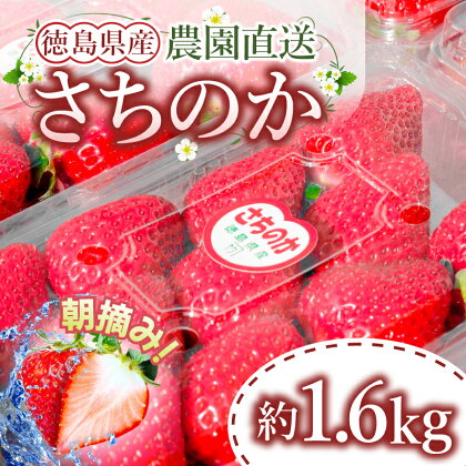 【先行予約】 いちご 4月発送 大容量 産地直送 冷蔵 計1.6kg 200g (8パック) 大粒 朝摘み さちのか イチゴ 苺 徳島県産 小松島市 産地直送 期間限定 先行予約可能 ストロベリー 人気 果物 フルーツ 季節限定 送料無料