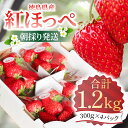 【ふるさと納税】 【数量限定】 いちご 紅ほっぺ 約1.2kg (約300g×4パック) 冷蔵 国産 徳島県 朝どれ 完熟 苺 徳島県産 期間限定 産地直送 フレッシュ イチゴ フルーツ 果物 発送期間: 2024年2月～2024年4月 ふるさと人気 人気いちご ふるさと納税いちご･･･