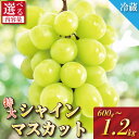 【ふるさと納税】 【2025年9月順次発送】 シャインマスカット 約600g〜1.2kg 1房/2房 産地直送 季節限定 ぶどう ブドウ くだもの 中国・四国地...