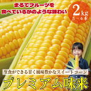 【ふるさと納税】 【先行予約】 とうもろこし 甘い スイートコーン みらい 2kg 以上 来年度先行予約 【2026年5月頃~6月頃出荷】朝採れ 高糖度 夏野菜...