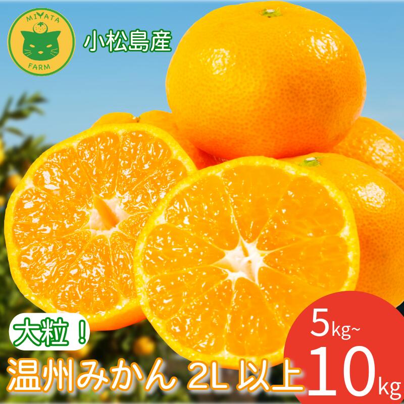 みかん 大玉 温州みかん 5kg~10kg 2L以上 みかん 蜜柑 ミカン オレンジ フルーツ ふるーつ 果物 くだもの 小松島市