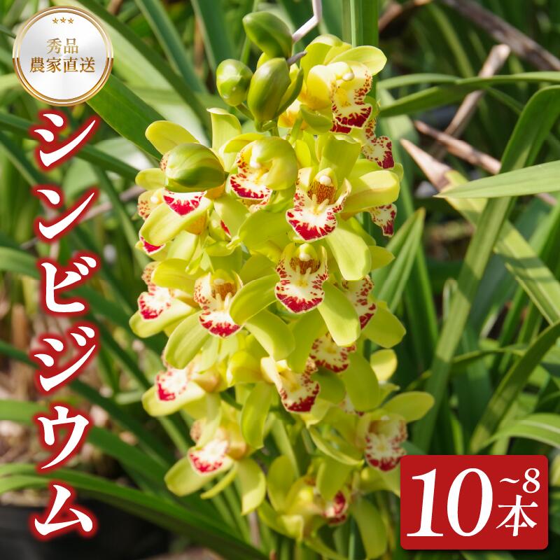 シンビジウム 8〜10本 生花 お花 花 シンビジューム 秀品