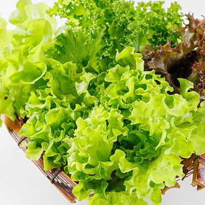 �ڤդ뤵��Ǽ�ǡۿ������㤭���㤭�쥿���������Բ��ϰ衧Υ�硦�̳�ƻ�����츩�ۡ�1675682��