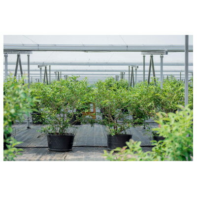 �ڤդ뤵��Ǽ�ǡ�����֥롼�٥꡼ ��300g ���縩���������Բ��ϰ衧Υ��ۡ�1676785��