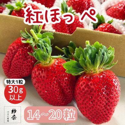 【ふるさと納税】先行予約《特大14～20粒 》紗奈～はまだ農園　『紅ほっぺ』大粒いちご　1粒30g以上【配送不可地域：離島・北海道・沖縄県】【1697251】