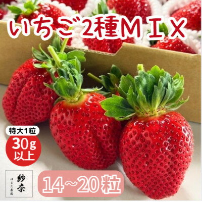 【ふるさと納税】先行予約《特大14～20粒 》紗奈～はまだ農園 いちごミックス 大粒いちご 1粒30g以上【配送不可地域：離島・北海道・沖縄県】【1697486】