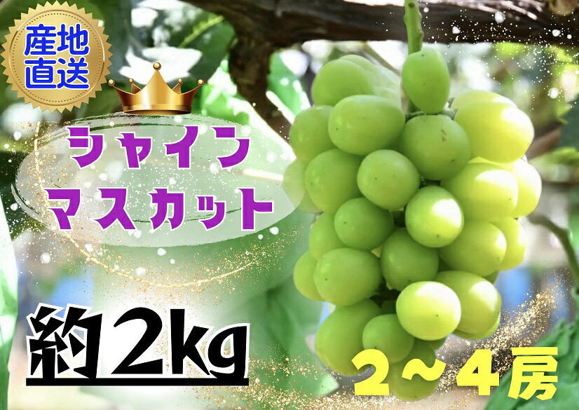 【ふるさと納税】川島えがお倶楽部のぶどうシャインマスカット（2～4房）　約2kg　2024年9月上旬～中旬発送予定　先行予約