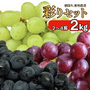 【ふるさと納税】 ぶどう 彩りセット 2kg 2 〜 4房 紫玉 ハニービーナス ピオーネ 雄宝 果物 フルーツ 新鮮 旬 季節 夏 秋 デザート 期間限定 ギ...