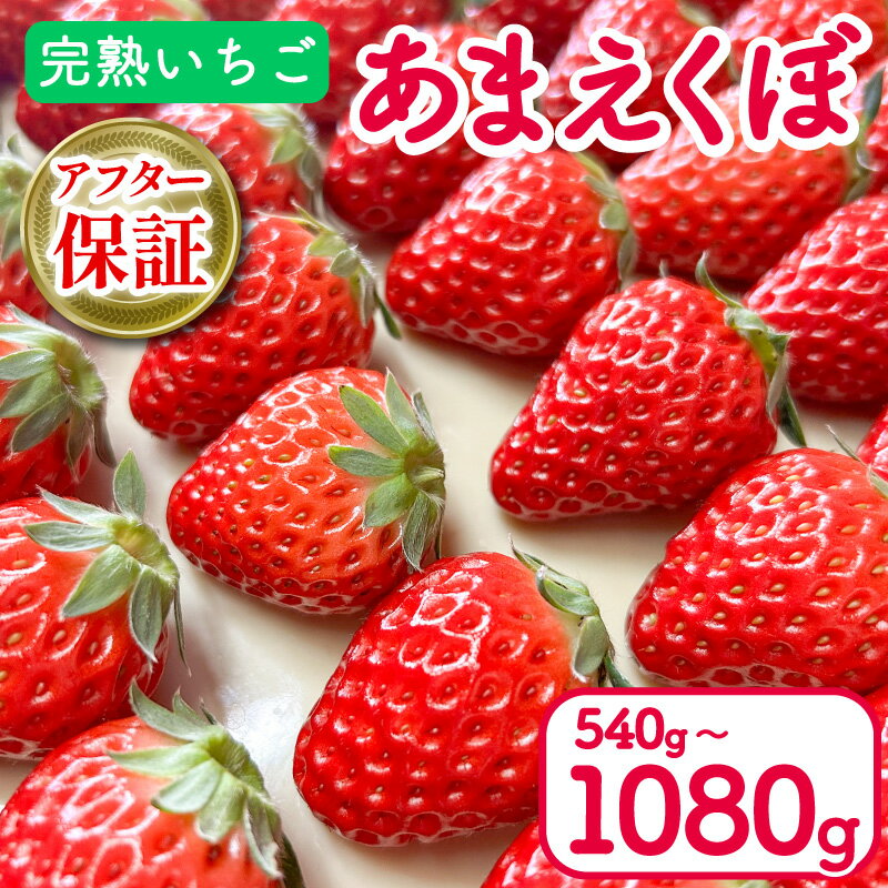【ふるさと納税】 いちご 540g 1080g あまえくぼ 2パック 4パック ( 2025年 1月 発送開始 ) 朝採れ 期間限定 人気 果物 フルーツ 新鮮 旬 冬 春 ケーキ ショートケーキ デザート ギフト 贈り物 贈答 イチゴ 苺 ストロベリー 徳島県 吉野川市 あんいちご園のサムネイル