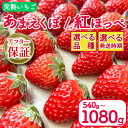 【ふるさと納税】 いちご 紅ほっぺ あまえくぼ 選べる 品種 容量 540g / 1080g ( 2パック / 4パック ) アフター保証 選べる 発送時期 2025年 1月~ / 3月~ 期間限定 人気 春 ケーキ デザート ギフト 贈り物 贈答 イチゴ 苺 ストロベリー 徳島県 吉野川市 あんいちご園